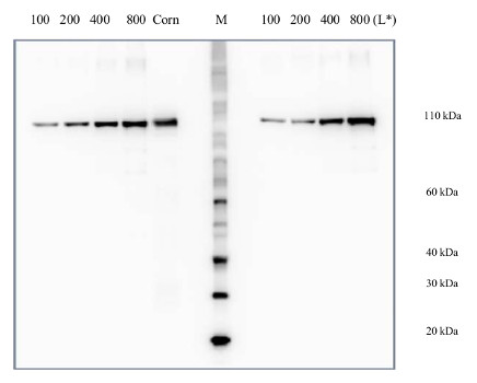 quantitative western blot using anti-PEPC antibody and PEPC protein standard